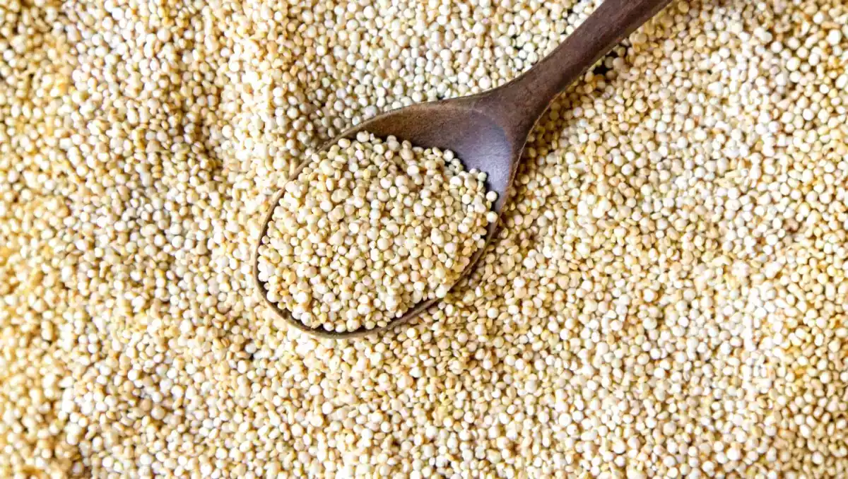 Vidste du, at nogle frø indeholder mere protein end kød?