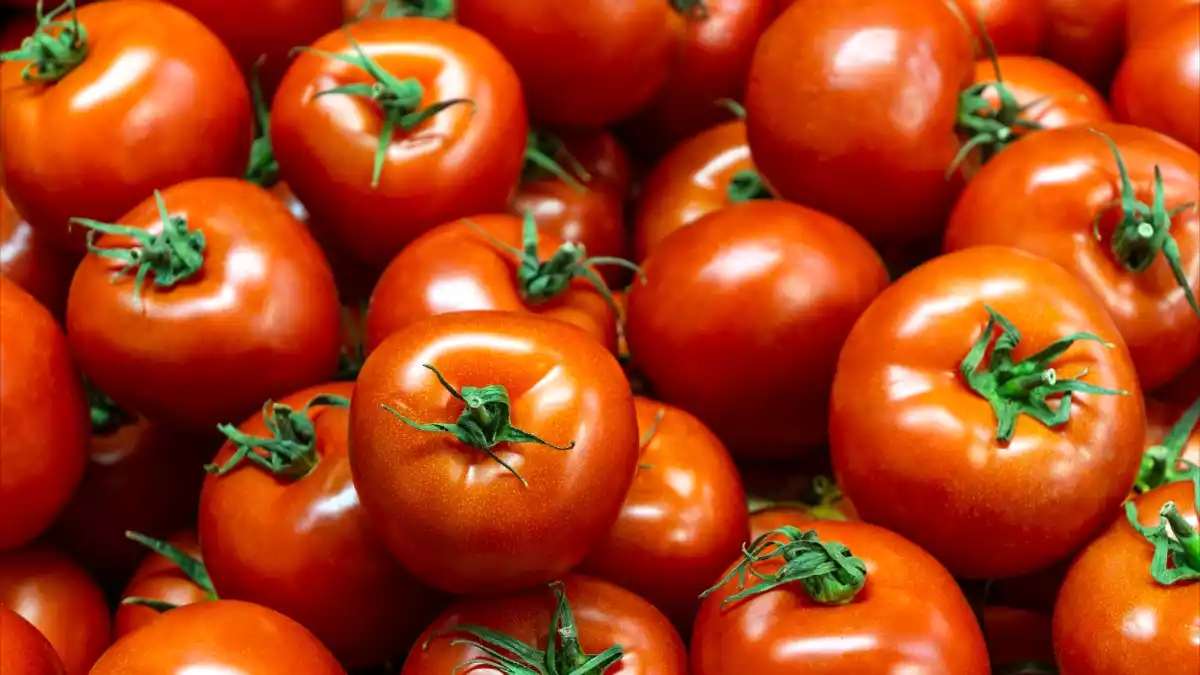 Holder tomaterne længere? Her er 5 tips, der virkelig virker