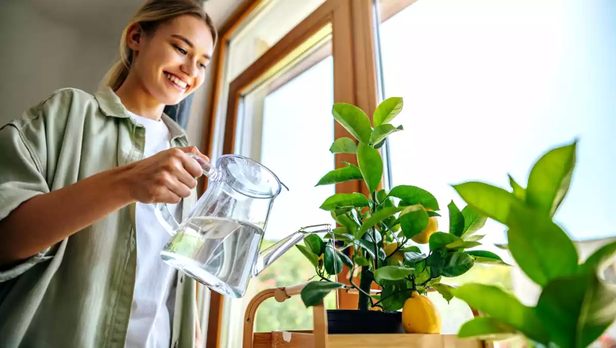 Sådan planter og passer du et citrontræ derhjemme (selv i en lejlighed!)
