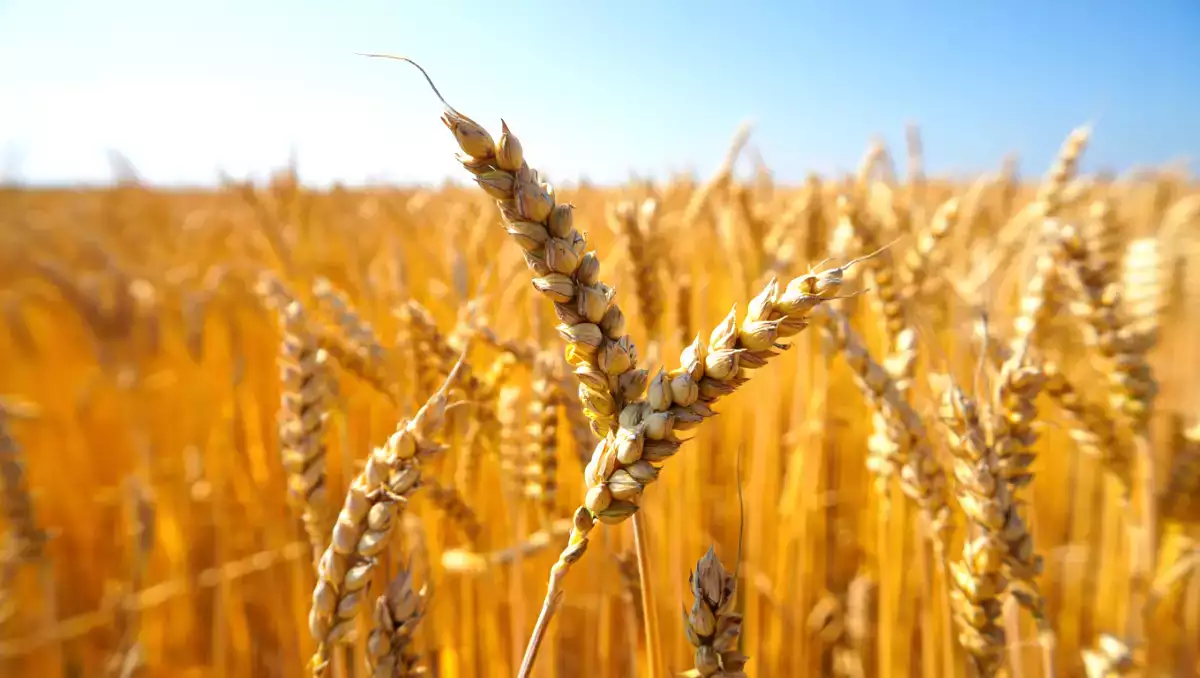 At blive glutenfri: Hvad sker der egentlig i din krop?