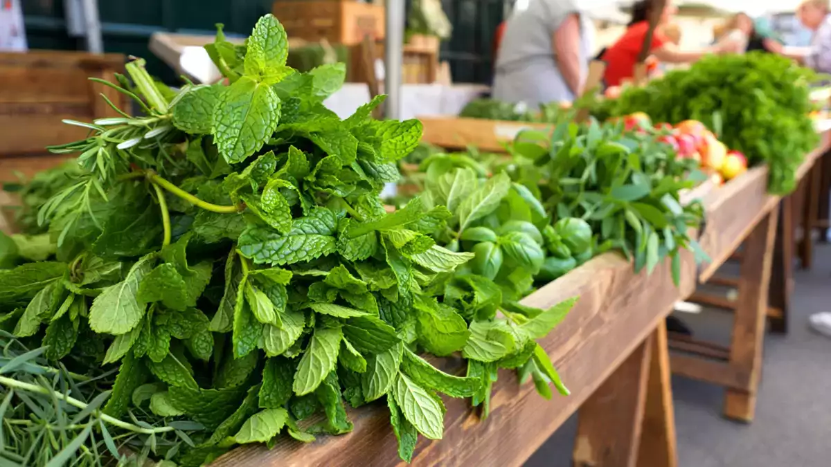 Ikke al mynte er ens: opdag de 4 mest anvendte typer, og hold op med at begå fejl med din te og opskrift