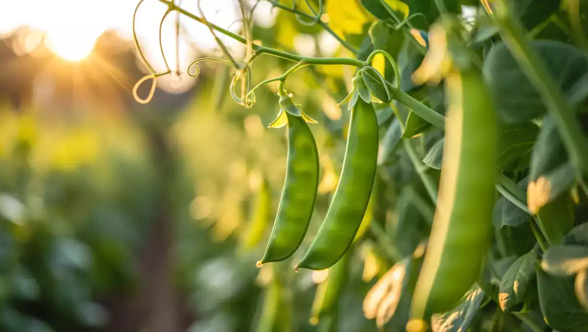Hvordan tilbereder man nemt sukkerærter? Alle de tips, du skal bruge for at holde dem sprøde og velsmagende