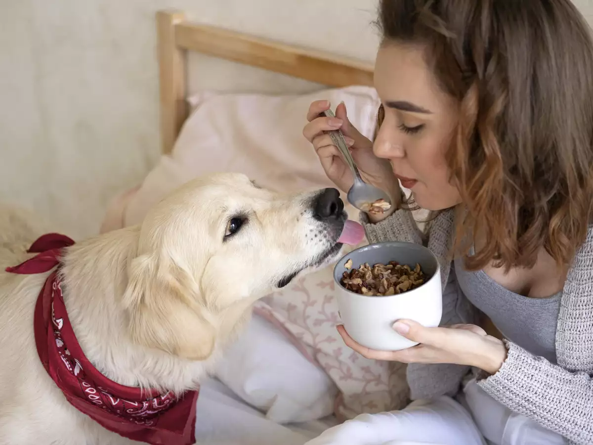 8 fødevarer, du absolut ikke bør give din hund!
