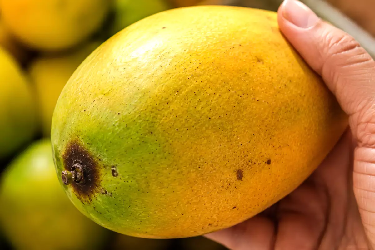 Næsten alle vælger mangoer forkert på markedet og opdager først fejlen, når de kommer hjem