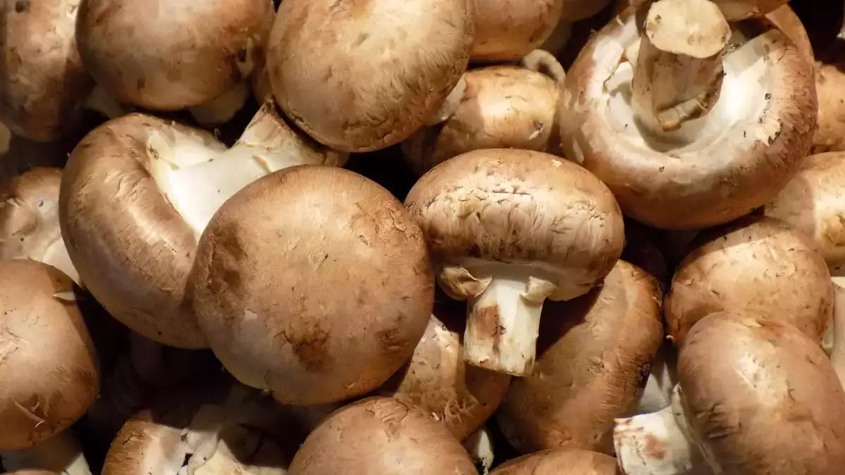 Det enkle tip til opbevaring, der holder svampene friskere