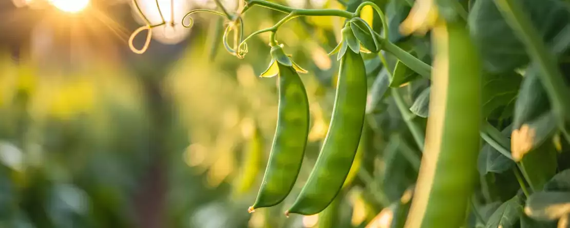 Hvordan tilbereder man nemt sukkerærter? Alle de tips, du skal bruge for at holde dem sprøde og velsmagende