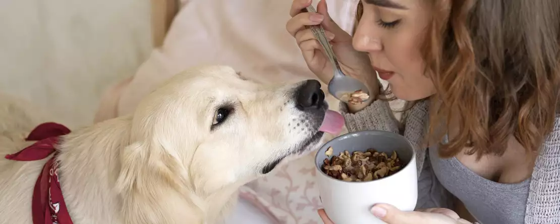8 fødevarer, du absolut ikke bør give din hund!
