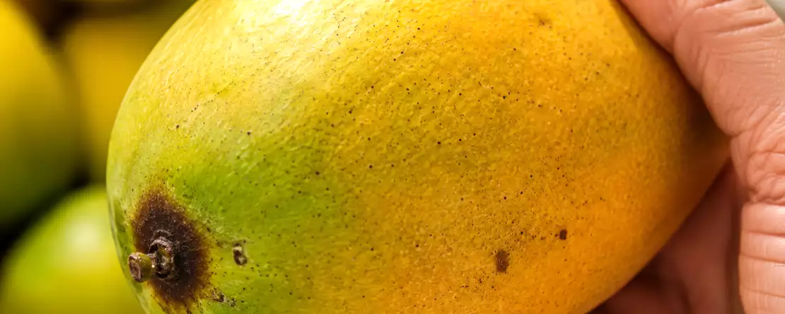 Næsten alle vælger mangoer forkert på markedet og opdager først fejlen, når de kommer hjem