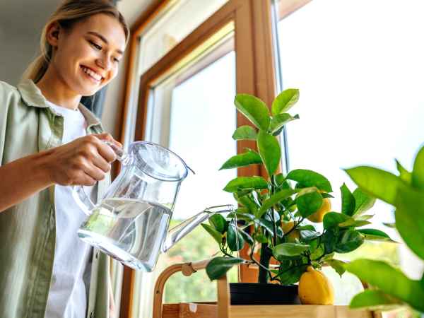 Sådan planter og passer du et citrontræ derhjemme (selv i en lejlighed!)