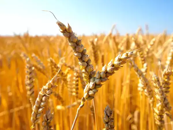 At blive glutenfri: Hvad sker der egentlig i din krop?