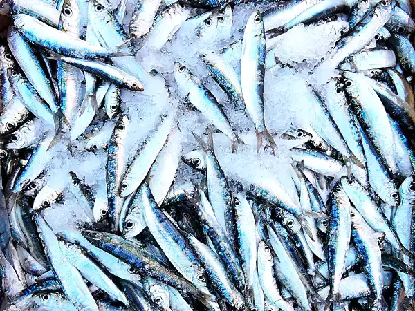 Denne lille ukendte fisk, rigere end sardinen, burde være på menuen oftere