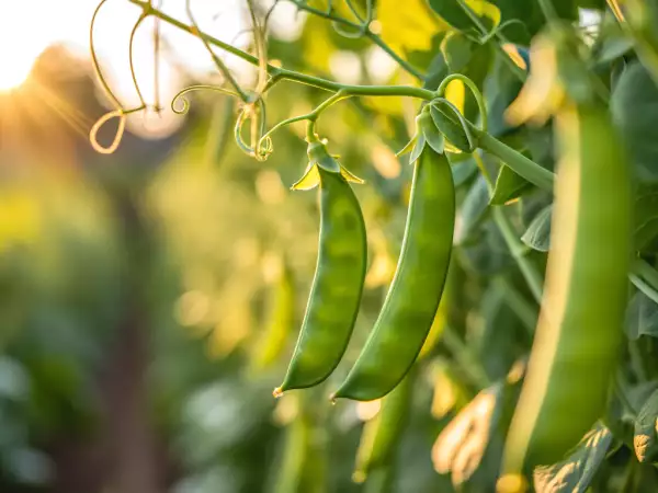 Hvordan tilbereder man nemt sukkerærter? Alle de tips, du skal bruge for at holde dem sprøde og velsmagende