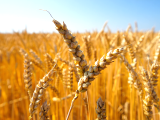 Artikler: At blive glutenfri: Hvad sker der egentlig i din krop?