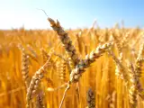 Artikler: At blive glutenfri: Hvad sker der egentlig i din krop?